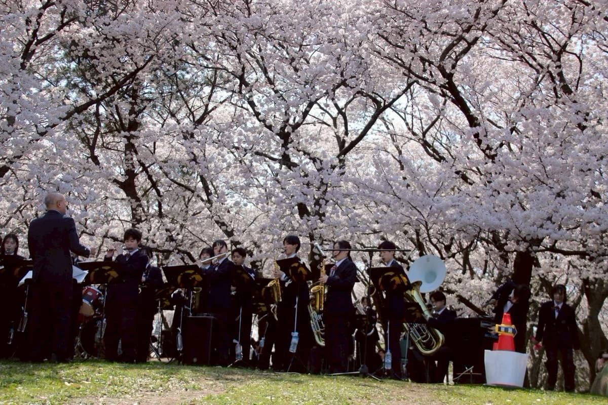 「第17回お花見(ゲリラ)LIVEコンサート」のお知らせ